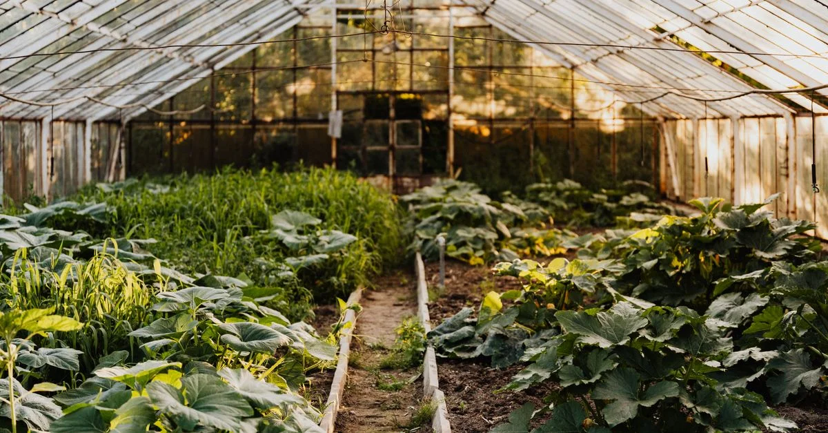 Une serre paisible remplie de plantes vertes et de légumes prospères.