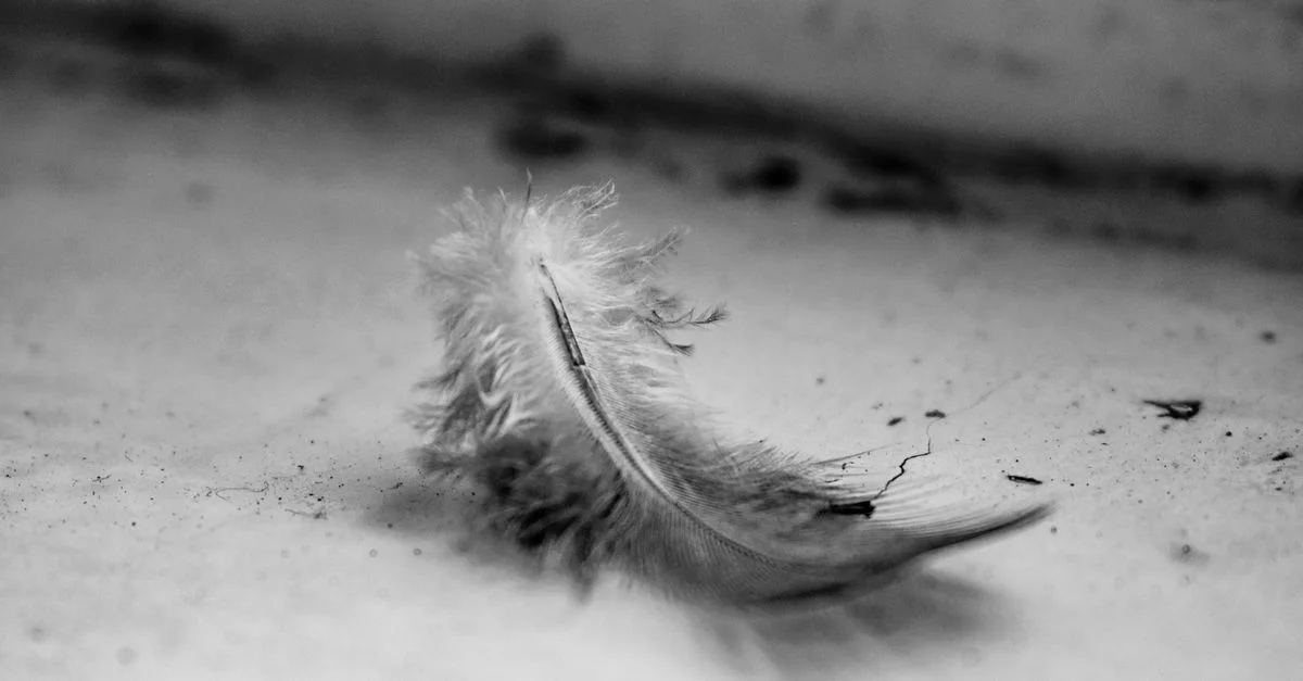 Image artistique en noir et blanc d'une seule plume avec des textures douces.