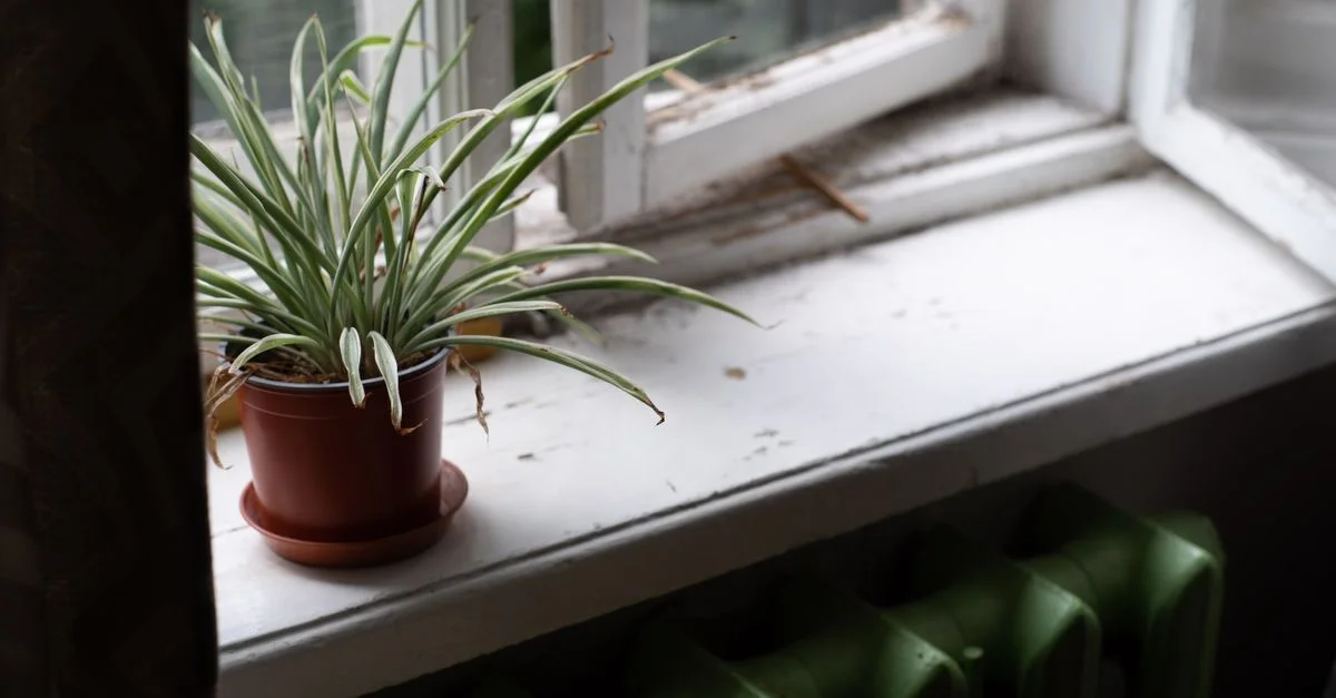 Plante araignée sur un rebord de fenêtre recevant la lumière naturelle à côté d'un radiateur vert.